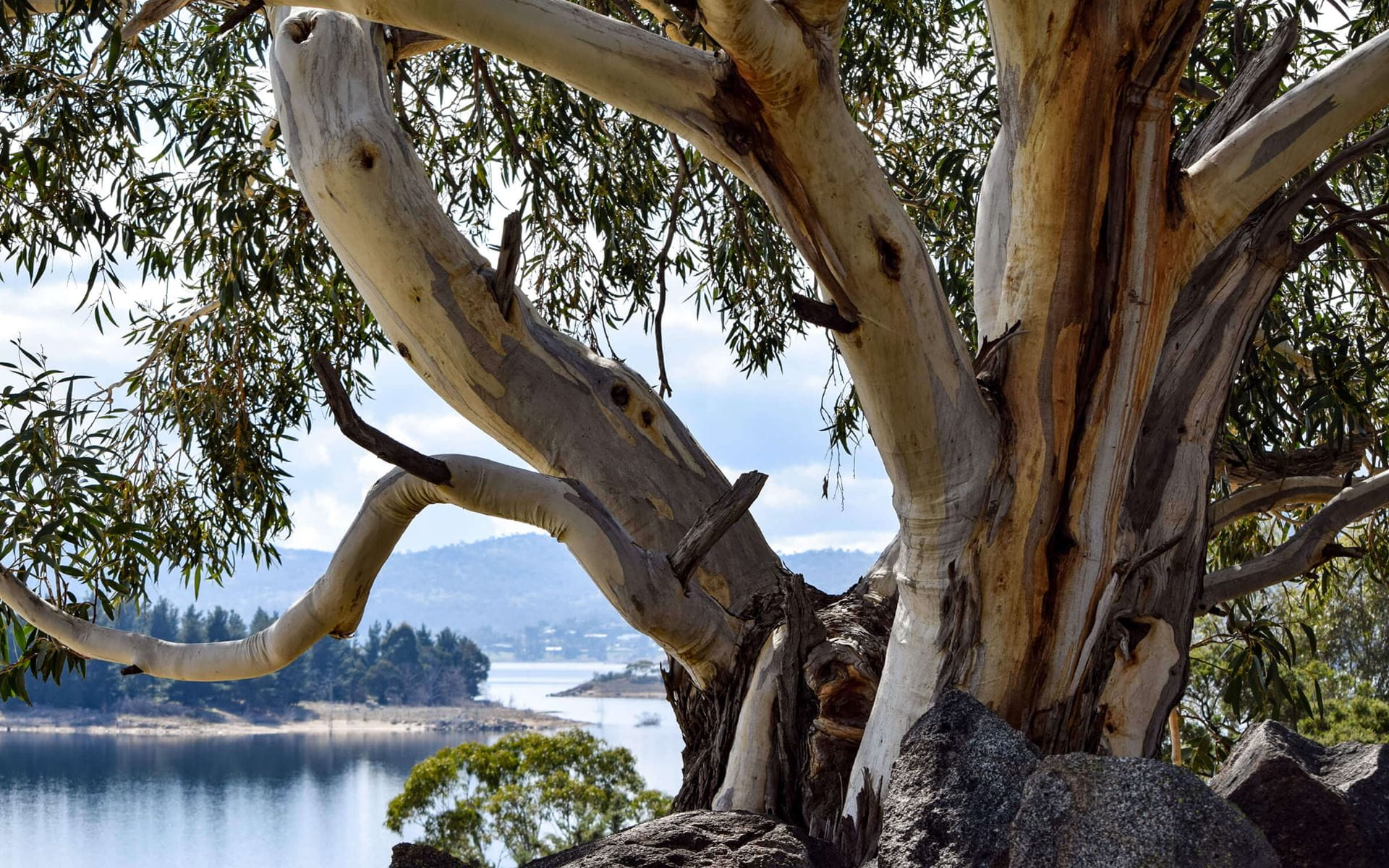 Trees