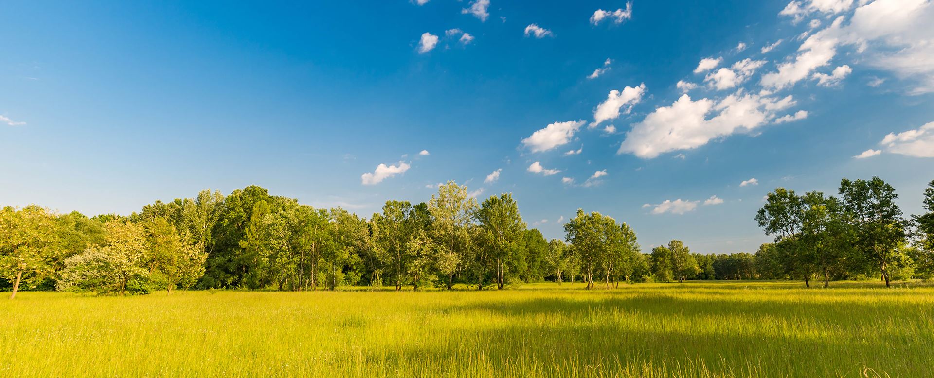 Open plain photo of grass and trees