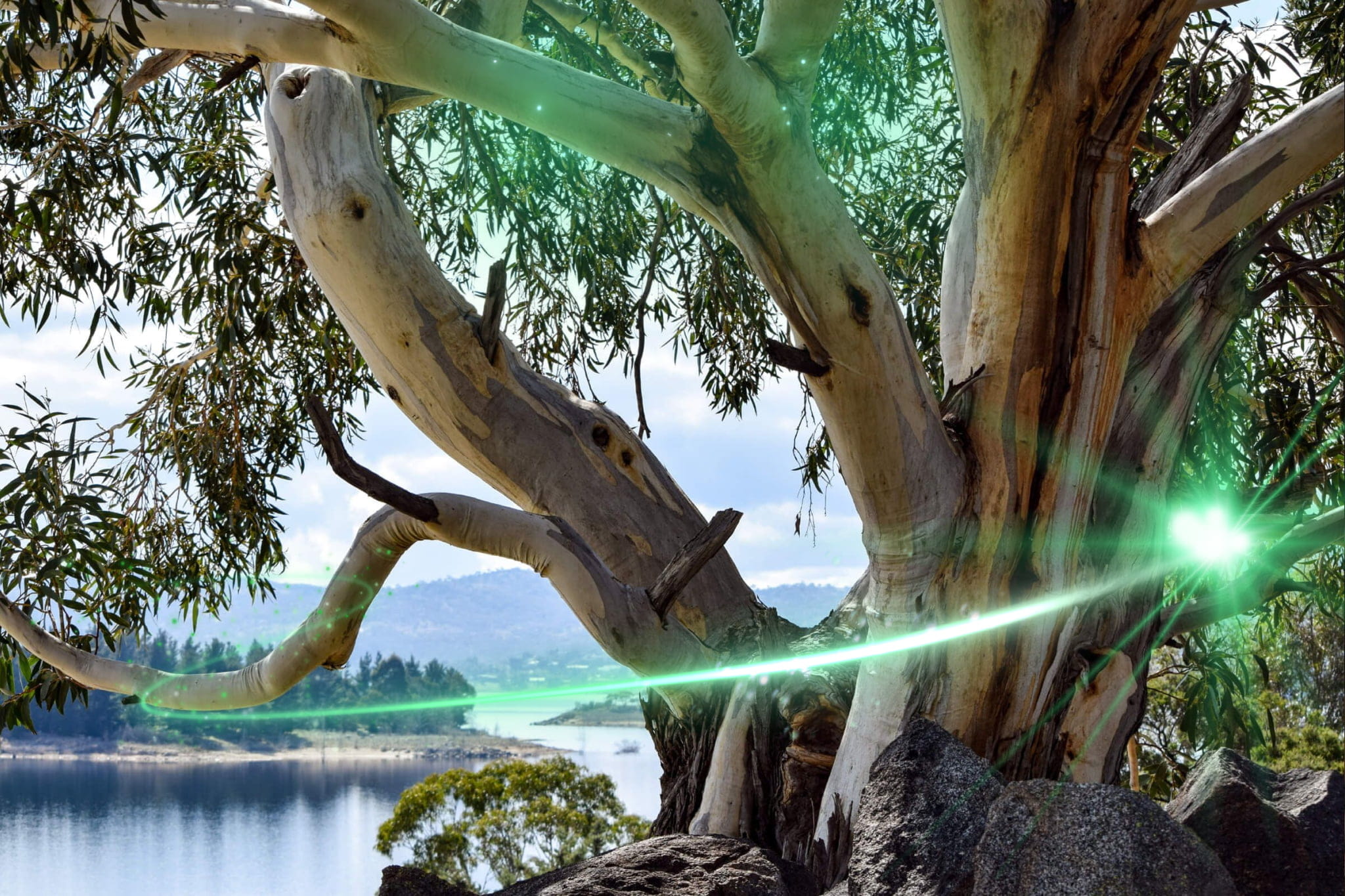 Landscape photograph featuring a gum tree located near lake
