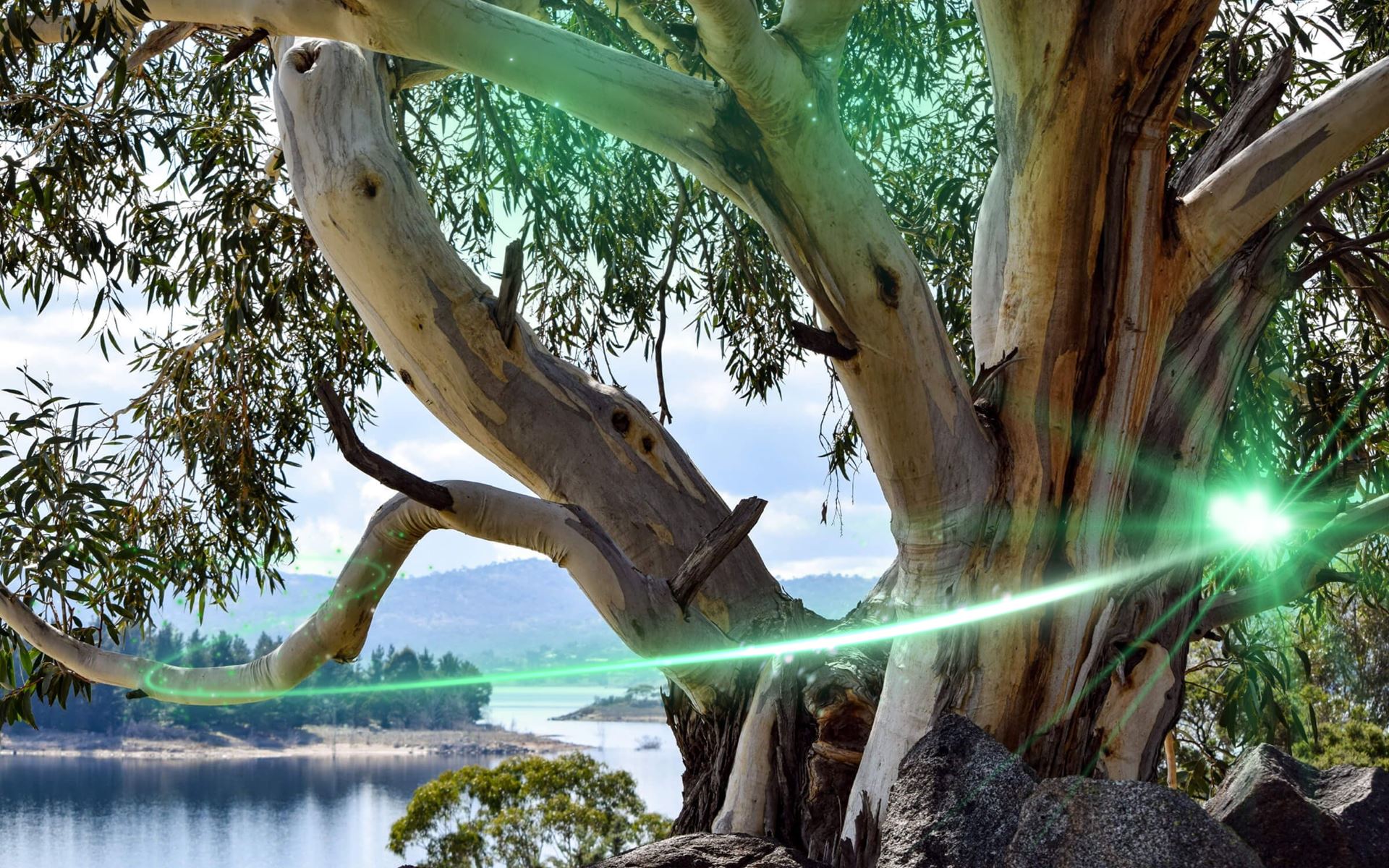 Landscape shot capturing the beauty of a lake with a gum tree.