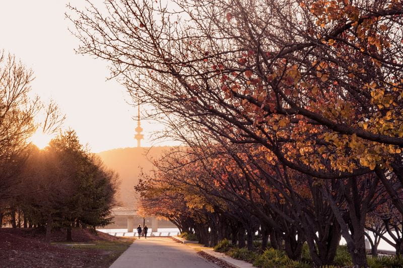 Trees lining a path with a person walking down it